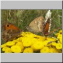 Maniola tithonus - Rostbraunes Ochsenauge bourtange-nl 01.jpg